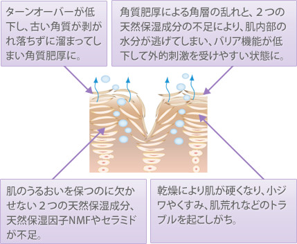 大人の肌