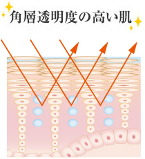 角質透明度の高い肌