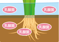 にな光の栽培法