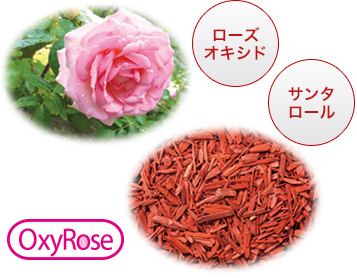 oxy rose