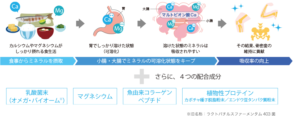 マルトビオン酸Caの働きで、骨の成分となるカルシウムとマグネシウムの吸収を促進