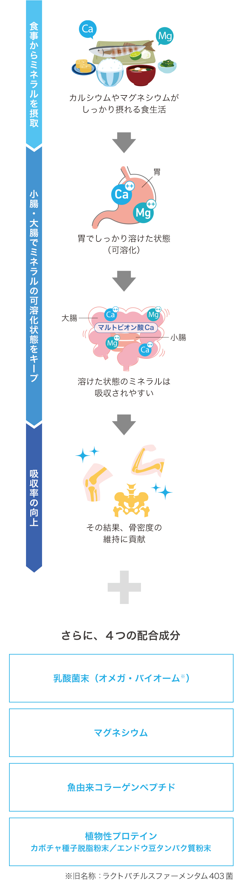 マルトビオン酸Caの働きで、骨の成分となるカルシウムとマグネシウムの吸収を促進