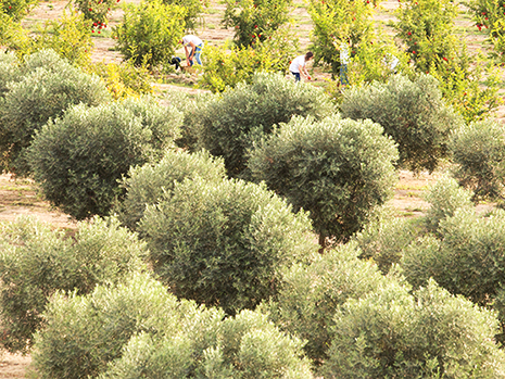 人から人へ－ＭＬＭ事業に参入